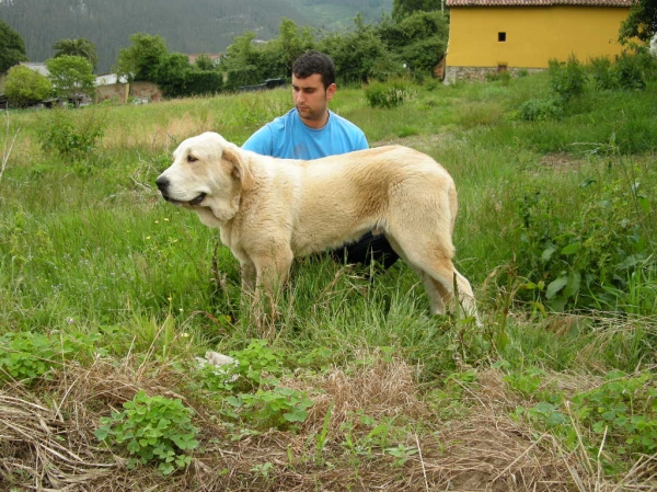 Pancho de Torrestío - 6 meses
[b]Tejo de Fuente Mimbre x Guadiana de Babia
Tejo: Ch. Cañón de Fuente Mimbre x Arpa de Fuente Mimbre
Guadiana: Ron de Babia x Cira de las Cañadas[/b]
[email]fontexunquera@hotmail.es[/email] 
Keywords: Mastines de Fonte Xunquera