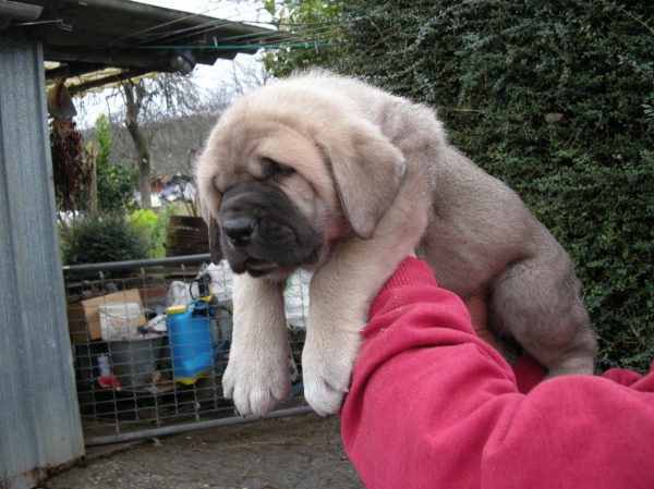 Zeno de Fonte Xunquera con 45 días
[b]Zeus de Fuente Mimbre x Deva de Folgueras
Zeus: Ch. Cañón de Fuente Mimbre x Sobia de Ablanera
Deva: Pando de Babia x Lima del Macareno[/b]
[email]fontexunquera@hotmail.es[/email] 
Keywords: Fonte Xunquera