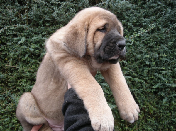 Odón de fonte Xunquera con 45 días
[b]Zeus de Fuente Mimbre x Deva de Folgueras
Zeus: Ch. Cañón de Fuente Mimbre x Sobia de Ablanera
Deva: Pando de Babia x Lima del Macareno[/b]
[email]fontexunquera@hotmail.es[/email] 
Anahtar kelimeler: Fonte Xunquera Montes Pravianos Fuente Mimbre