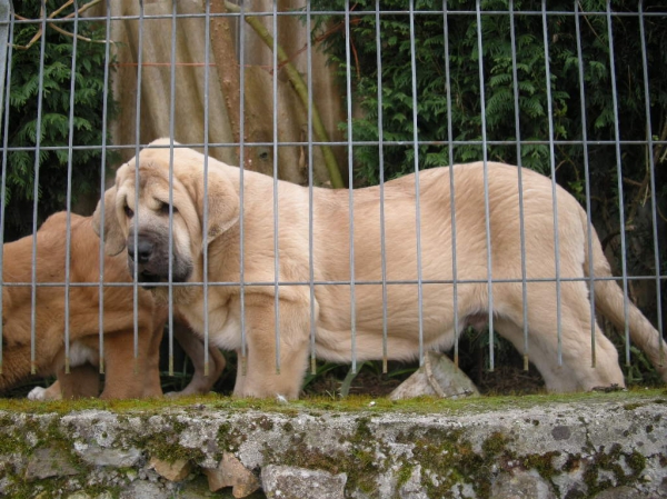 Zeno de Fonte Xunquera con 3 meses
[b]Justo antes de partir a Badajoz con su nueva familia.
Zeus de Fuente Mimbre x Deva de Folgueras
Zeus: Ch. Cañón de Fuente Mimbre x Sobia de Ablanera
Deva: Pando de Babia x Lima del Macareno[/b]

Keywords: Fonte Xunquera