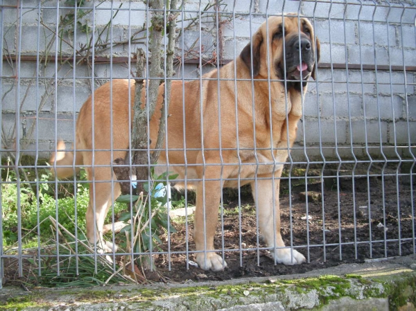 Deva de Folgueras con 28 meses guardando la finca
[b]Pando de Babia x Lima del Macareno
Pando: Ch. Ulises de Babia x Rubia de las Cañadas
Lima: Tejo de Fuente Mimbre x Trini de Valdejera[/b]
[email]fontexunquera@hotmail.es[/email] 
Keywords: Fonte Xunquera