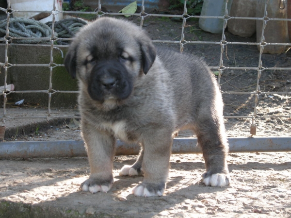 Female Puppy from Fonte Xunquera (30 days)
[b]Carbonero de Fuente Mimbre x Deva de Folgueras
Carbonero: Ch. Nalón de Ablanera x Gorga de Fuente Mimbre
Deva: Pando de Babia x Lima del Macareno[/b]
[email]fontexunquera@hotmail.es[/email] 
Keywords: Fonte Xunquera