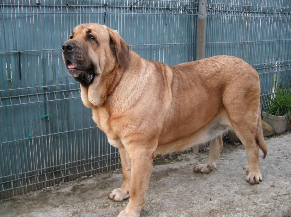 Deva de Folgueras con 2,5 años
[b]Pando de Babia x Lima del Macareno
Pando: Ch. Ulises de Babia x Rubia de las Cañadas
Lima: Tejo de Fuente Mimbre x Trini de Valdejera[/b]
[email]fontexunquera@hotmail.es[/email] 
Keywords: Fonte Xunquera