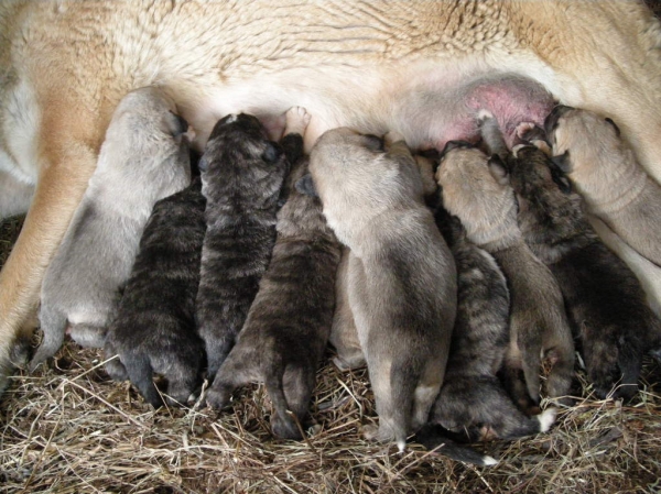 Camada Ch. Tigre de los Montes Pravianos x Jimena de Valle del Pisueña. Cachorros con 11 días
[b]Ch. Tigre de los Montes Pravianos x Jimena de Valle de Pisueña
Tigre: Tejo de Fuente Mimbre x Athenea de Hazas de Cesto
Jimena: Largo de Valle de Pisueña x Cloe de Hazas de Cesto
Cachorros nacidos 17-05-2011
2 machos y 8 hembras[/b]
Keywords: Fonte Xunquera