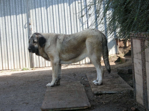 Nirvana de Fonte Xunquera con 10 meses
[b]Carbonero de Fuente Mimbre x Deva de Folgueras
Carbonero: Ch. Nalón de Ablanera x Gorga de Fuente Mimbre
Deva: Pando de Babia x Lima del Macareno[/b]
[email]fontexunquera@hotmail.es[/email] 
关键词: Fonte Xunquera