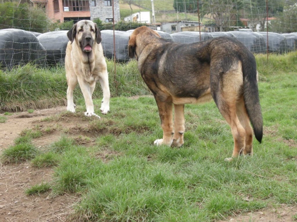 Nirvana de Fonte Xunquera (11 meses) junto con su compañero de juegos Bandido de Fuente Mimbre (8 meses).
[b]Nirvana: Carbonero de Fuente Mimbre x Deva de Folgueras
Bandido: Cañonero de Fuente Mimbre x Celsa de Fuente Mimbre[/b]
[email]fontexunquera@hotmail.es[/email] 
Keywords: Fonte Xunquera