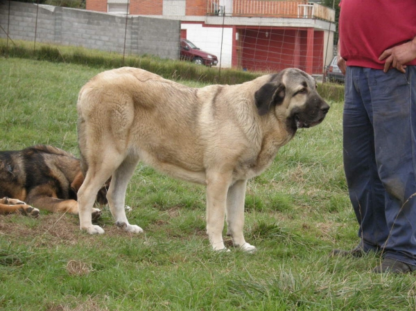 Nirvana de Fonte Xunquera (11 meses).
[b]Carbonero de Fuente Mimbre x Deva de Folgueras
Carbonero: Ch. Nalón de Ablanera x Gorga de Fuente Mimbre
Deva: Pando de Babia x Lima del Macareno[/b]
[email]fontexunquera@hotmail.es[/email] 
Keywords: Fonte Xunquera