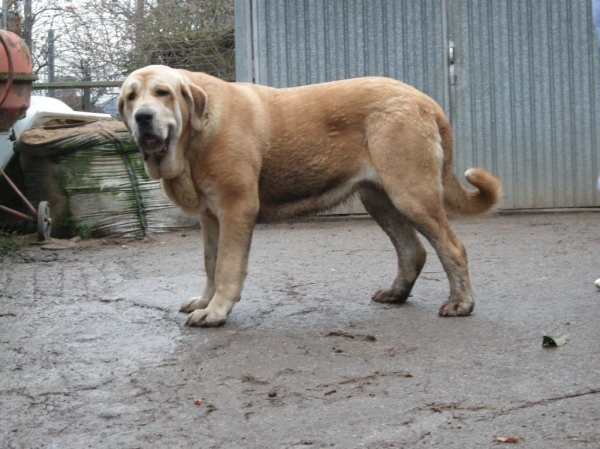 Brindis de Fonte Xunquera con 25 meses
[b]Zeus de Fuente Mimbre x Deva de Folgueras
Zeus: Ch. Cañón de Fuente Mimbre x Sobia de Ablanera
Deva: Pando de Babia x Lima del Macareno[/b]
[email]fontexunquera@hotmail.es[/email] 
Keywords: Fonte Xunquera