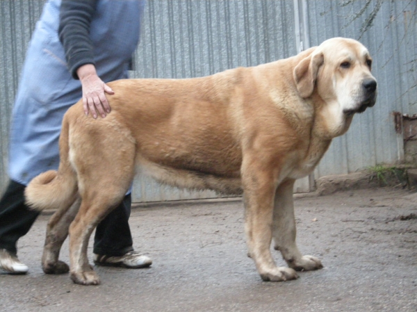 Brindis de Fonte Xunquera con 25 meses
[b]Zeus de Fuente Mimbre x Deva de Folgueras
Zeus: Ch. Cañón de Fuente Mimbre x Sobia de Ablanera
Deva: Pando de Babia x Lima del Macareno[/b]
[email]fontexunquera@hotmail.es[/email] 
Keywords: Fonte Xunquera