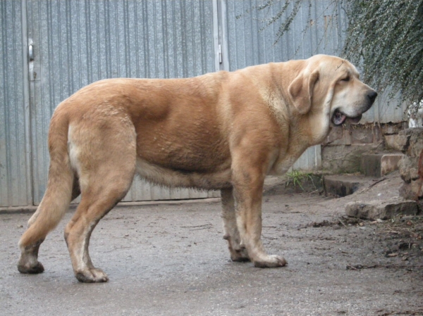 Brindis de Fonte Xunquera con 25 meses
[b]Zeus de Fuente Mimbre x Deva de Folgueras
Zeus: Ch. Cañón de Fuente Mimbre x Sobia de Ablanera
Deva: Pando de Babia x Lima del Macareno[/b]
[email]fontexunquera@hotmail.es[/email] 
Keywords: Fonte Xunquera