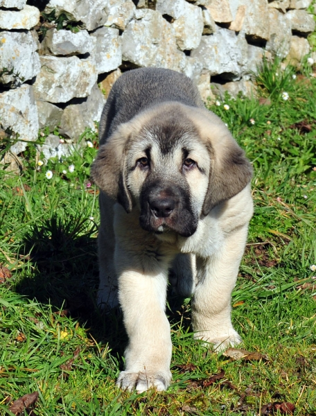 Nirvana de Fonte Xunquera con 2 meses
[b]Carbonero de Fuente Mimbre x Deva de Folgueras
Carbonero: Ch. Nalón de Ablanera x Gorga de Fuente Mimbre
Deva: Pando de Babia x Lima del Macareno[/b]
[email]fontexunquera@hotmail.es[/email] 
Keywords: Fonte Xunquera