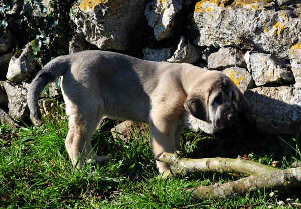 Nirvana de Fonte Xunquera con 2 meses
[b]Carbonero de Fuente Mimbre x Deva de Folgueras
Carbonero: Ch. Nalón de Ablanera x Gorga de Fuente Mimbre
Deva: Pando de Babia x Lima del Macareno[/b]
[email]fontexunquera@hotmail.es[/email] 
Keywords: Fonte Xunquera