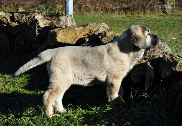 Nirvana de Fonte Xunquera con 2 meses
[b]Carbonero de Fuente Mimbre x Deva de Folgueras
Carbonero: Ch. Nalón de Ablanera x Gorga de Fuente Mimbre
Deva: Pando de Babia x Lima del Macareno[/b]
[email]fontexunquera@hotmail.es[/email] 
Keywords: Fonte Xunquera