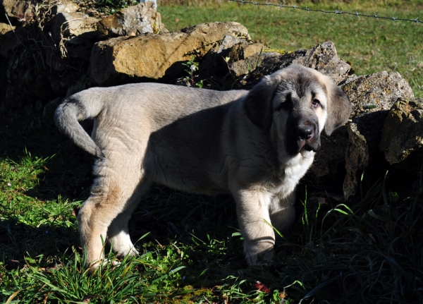 Nirvana de Fonte Xunquera con 2 meses
[b]Carbonero de Fuente Mimbre x Deva de Folgueras
Carbonero: Ch. Nalón de Ablanera x Gorga de Fuente Mimbre
Deva: Pando de Babia x Lima del Macareno[/b]
[email]fontexunquera@hotmail.es[/email] 
Keywords: Fonte Xunquera