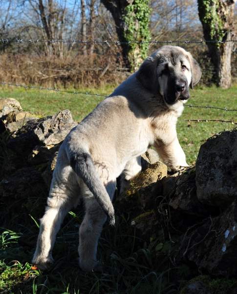 Nirvana de Fonte Xunquera con 2 meses
[b]Carbonero de Fuente Mimbre x Deva de Folgueras
Carbonero: Ch. Nalón de Ablanera x Gorga de Fuente Mimbre
Deva: Pando de Babia x Lima del Macareno[/b]
[email]fontexunquera@hotmail.es[/email] 
Keywords: Fonte Xunquera