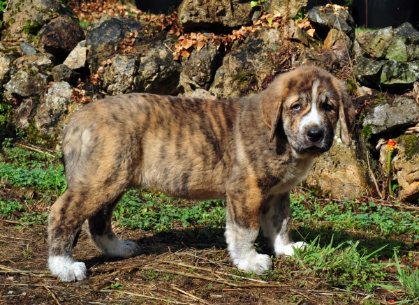 Morgana de Fonte Xunquera con 52 días
[b]Ch. Tigre de los Montes Pravianos x Jimena de Valle de Pisueña
Tigre: Tejo de Fuente Mimbre x Athenea de Hazas de Cesto
Jimena: Largo de Valle de Pisueña x Cloe de Hazas de Cesto
Cachorros nacidos 17-05-2011
2 machos y 8 hembras[/b]
Keywords: fontexunquera