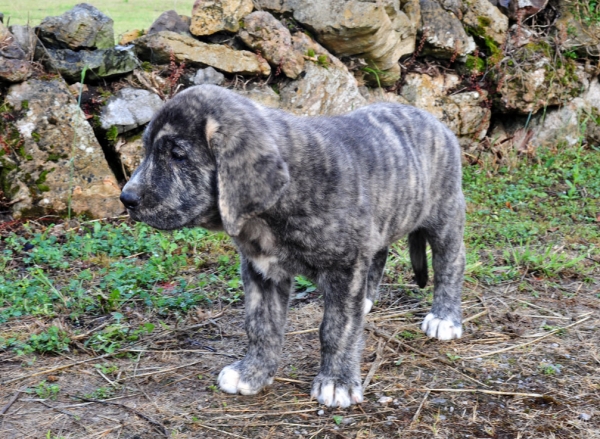 Morfeo de Fonte Xunquera con 52 días
[b]Ch. Tigre de los Montes Pravianos x Jimena de Valle de Pisueña
Tigre: Tejo de Fuente Mimbre x Athenea de Hazas de Cesto
Jimena: Largo de Valle de Pisueña x Cloe de Hazas de Cesto
Cachorros nacidos 17-05-2011
2 machos y 8 hembras[/b]
Keywords: fontexunquera