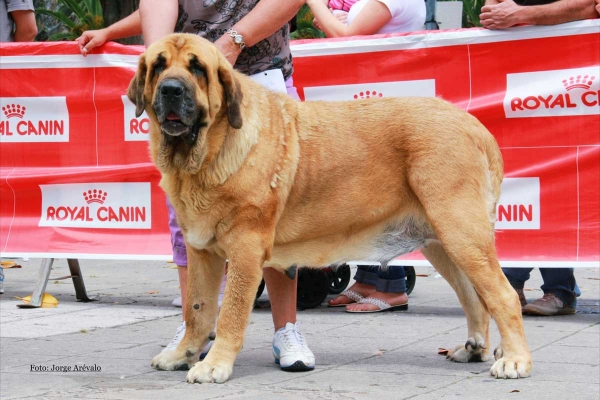 Deva de Folgueras con 4 años
[b]Pando de Babia x Lima del Macareno
Pando: Ch. Ulises de Babia x Rubia de las Cañadas
Lima: Tejo de Fuente Mimbre x Trini de Valdejera[/b]
[email]fontexunquera@hotmail.es[/email] 
Keywords: fontexunquera