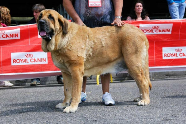 Deva de Folgueras con 4 años
[b]Pando de Babia x Lima del Macareno
Pando: Ch. Ulises de Babia x Rubia de las Cañadas
Lima: Tejo de Fuente Mimbre x Trini de Valdejera[/b]
[email]fontexunquera@hotmail.es[/email] 
Keywords: fontexunquera