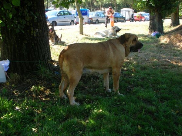 Deva de Folgueras 12 meses - EXCELENTE 3º - Xinzo de Limia jóvenes hembras
[b]Pando de Babia x Lima del Macareno
Pando: Ch. Ulises de Babia x Rubia de las Cañadas
Lima: Tejo de Fuente Mimbre x Trini de Valdejera[/b]
[email]fontexunquera@hotmail.es[/email] 
Keywords: Fonte Xunquera xinzo09