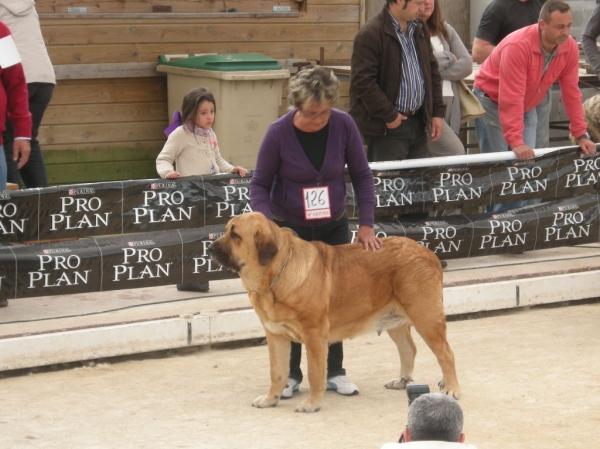 Deva de Folgueras Excelente 1ª Clase Intermedia Hembras en Loredo 2010
[b]Pando de Babia x Lima del Macareno
Pando: Ch. Ulises de Babia x Rubia de las Cañadas
Lima: Tejo de Fuente Mimbre x Trini de Valdejera[/b]
[email]fontexunquera@hotmail.es[/email] 
