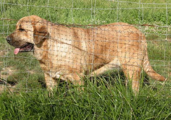 Deva de Folgueras con 13 meses (Exc. 3ª Clase Jóvenes hembras en Villablino)
[b]Pando de Babia x Lima del Macareno
Pando: Ch. Ulises de Babia x Rubia de las Cañadas
Lima: Tejo de Fuente Mimbre x Trini de Valdejera[/b]
[email]fontexunquera@hotmail.es[/email] 
Keywords: Fonte Xunquera villablino09