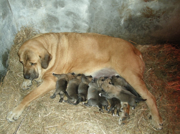 Deva de Folgueras con sus cachorritos (3 días)
[b]Zeus de Fuente Mimbre x Deva de Folgueras
Zeus: Ch. Cañón de Fuente Mimbre x Sobia de Ablanera
Deva: Pando de Babia x Lima del Macareno[/b]
[email]fontexunquera@hotmail.es[/email] 
Keywords: Fonte Xunquera