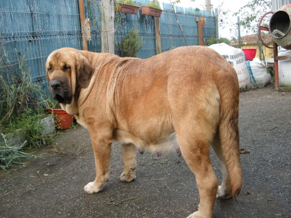 Deva de 58 días (a punto de ser mamá)
[b]Zeus de Fuente Mimbre x Deva de Folgueras
Zeus: Ch. Cañón de Fuente Mimbre x Sobia de Ablanera
Deva: Pando de Babia x Lima del Macareno[/b]

Keywords: Fonte Xunquera