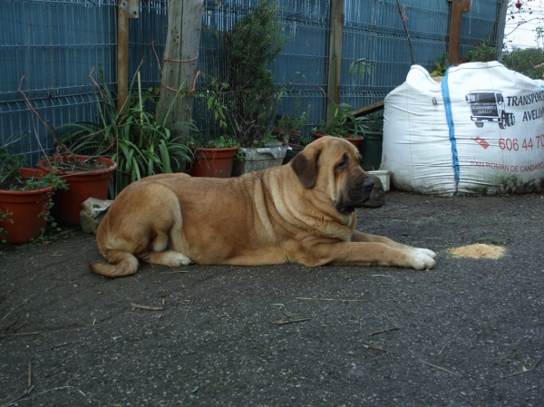 Deva con 17 meses meditando
[b]Madre de los cachorros nacidos en diciembre de 2009.
Zeus de Fuente Mimbre x Deva de Folgueras
Zeus: Ch. Cañón de Fuente Mimbre x Sobia de Ablanera
Deva: Pando de Babia x Lima del Macareno[/b]
[email]fontexunquera@hotmail.es[/email] 
Keywords: Fonte Xunquera