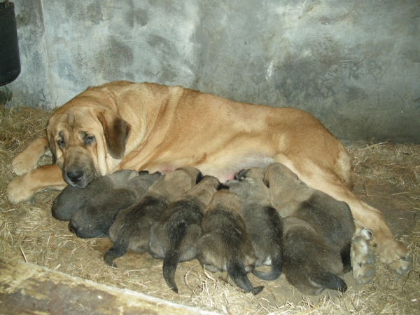 Deva alimentando a los cachorros (15 días)
[b]Zeus de Fuente Mimbre x Deva de Folgueras
Zeus: Ch. Cañón de Fuente Mimbre x Sobia de Ablanera
Deva: Pando de Babia x Lima del Macareno[/b]

Keywords: Fonte Xunquera