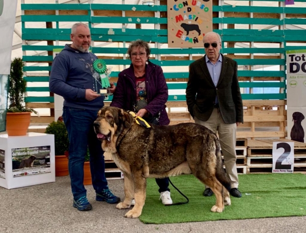 Irineo de Fontexunquera. BIS en Monografico ASAME de Tineo 2019 con solo 18 meses.
[b]Siro del Mechal x Granda de Sierra'l Sueve[/b]
[email]fontexunquera@hotmail.es[/email]
Keywords: Fontexunquera