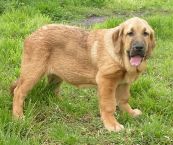 Jaca de Fonte Xunquera con 3,5 meses aprendiendo a posar
[b]Zeus de Fuente Mimbre x Deva de Folgueras
Zeus: Ch. Cañón de Fuente Mimbre x Sobia de Ablanera
Deva: Pando de Babia x Lima del Macareno[/b]
[email]fontexunquera@hotmail.es[/email] 
Keywords: Fonte Xunquera