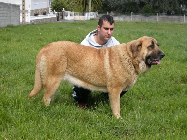 Jimena de Valle del Pisueña con 16 meses
[b]Largo de Valle de Pisueña x Cloe de Hazas de Cesto
Largo: Cesar de la Ajabara x Edna
Cloe: Ch. Emperador de Hazas de Cesto x Ch. Goya de Hazas de Cesto[/b]
[email]fontexunquera@hotmail.es[/email]
Keywords: Fonte Xunquera