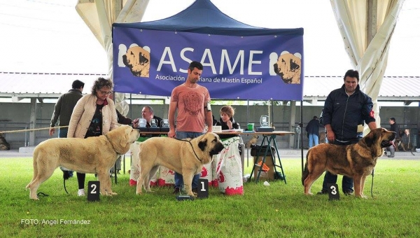 Lia de Fontexunquera con 13 meses_Exc 2 Clase Jovenes en Concurso ASAME-Llanera 2016
[b]Pancho de Torrestio x Jara de Fontexunquera[/b]
[email]fontexunquera@hotmail.es[/email]
Keywords: Fontexunquera