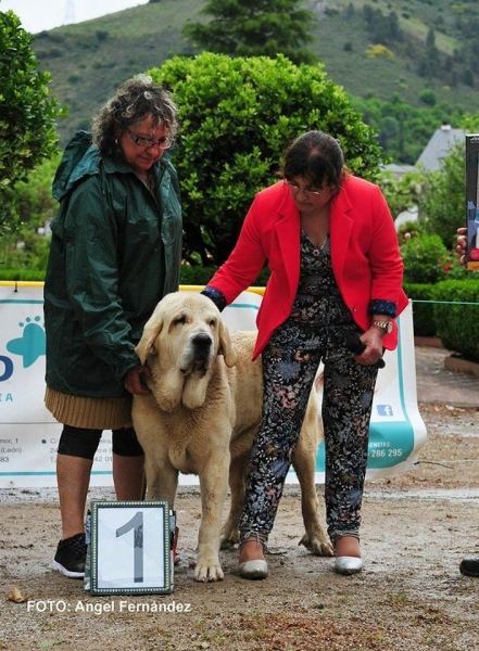 Lia de Fontexunquera con 14 meses_Premio a la mejor cabeza
[b]Pancho de Torrestio x Jara de Fontexunquera[/b]
[email]fontexunquera@hotmail.es[/email]
Keywords: Fontexunquera