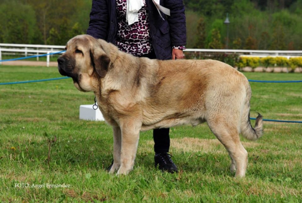 Loki de Fontexunquera con 16 meses
[b]Granero del Macareno x Nirvana de Fontexunquera[/b]
[email]fontexunquera@hotmail.es[/email] 
Keywords: fontexunquera