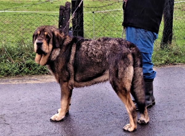 Milton de Fontexunquera con 26 meses
[b]Siro del Mechal x Granda de Sierra'l Sueve[/b]
[email]fontexunquera@hotmail.es[/email]
Palavras chave: Fontexunquera