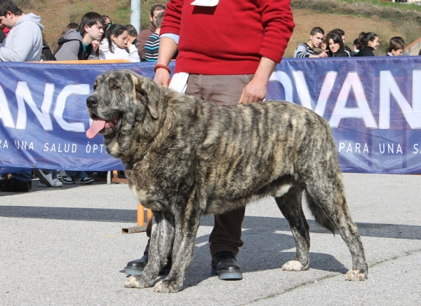 Morfeo de Fontexunquera con 21 meses. Exc 3º Clase Abierta Machos en Tineo 2013. 
[b]Ch. Tigre de los Montes Pravianos x Jimena de Valle de Pisueña
Tigre: Tejo de Fuente Mimbre x Athenea de Hazas de Cesto
Jimena: Largo de Valle de Pisueña x Cloe de Hazas de Cesto[/b]
Keywords: fontexunquera