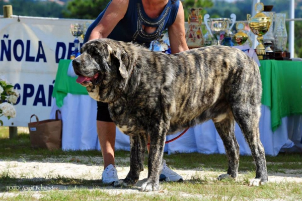 Morfeo de Fontexunquera con 2 años
[b]CH Tigre de Montes Pravianos x Jimena de Valle del Pisueña
Tigre: Tejo de Fuente Mimbre x Athenea de Hazas de Cesto
Jimena: Largo de Valle del Pisueña x Cloe de Hazas de Cesto[/b]
[email]fontexunquera@hotmail.es[/email] 
Keywords: fontexunquera