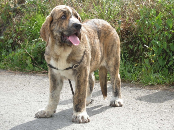 Morgana de Fonte Xunquera con 92 días
[b]Ch. Tigre de los Montes Pravianos x Jimena de Valle de Pisueña
Tigre: Tejo de Fuente Mimbre x Athenea de Hazas de Cesto
Jimena: Largo de Valle de Pisueña x Cloe de Hazas de Cesto
Cachorros nacidos 17-05-2011
2 machos y 8 hembras[/b]
Keywords: fontexunquera