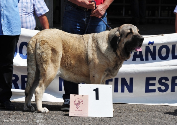 Nirvana de Fonte Xunquera con 18 meses.
[b]Carbonero de Fuente Mimbre x Deva de Folgueras
Carbonero: Ch. Nalón de Ablanera x Gorga de Fuente Mimbre
Deva: Pando de Babia x Lima del Macareno[/b]
[email]fontexunquera@hotmail.es[/email]
Keywords: fontexunquera Fonte Xunquera