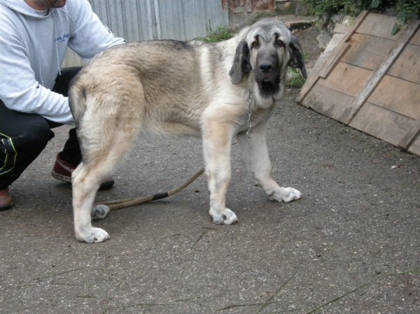 Nirvana de Fonte Xunquera con 4 meses
[b]Carbonero de Fuente Mimbre x Deva de Folgueras
Carbonero: Ch. Nalón de Ablanera x Gorga de Fuente Mimbre
Deva: Pando de Babia x Lima del Macareno[/b]
[email]fontexunquera@hotmail.es[/email] 
Keywords: Fonte Xunquera