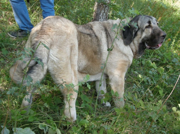 Nirvana de Fonte Xunquera con 7 meses
[b]Carbonero de Fuente Mimbre x Deva de Folgueras
Carbonero: Ch. Nalón de Ablanera x Gorga de Fuente Mimbre
Deva: Pando de Babia x Lima del Macareno[/b]
[email]fontexunquera@hotmail.es[/email] 
Keywords: Fonte Xunquera