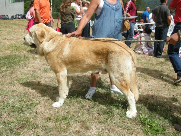 Pancho de Torrestío Exc. 1º Intermedia Machos en Cervera de Pisuerga 2010 con 20 meses
[b]Tejo de Fuente Mimbre x Guadiana de Babia
Tejo: Ch. Cañón de Fuente Mimbre x Arpa de Fuente Mimbre
Guadiana: Ron de Babia x Cira de las Cañadas[/b]
[email]fontexunquera@hotmail.es[/email] 
Keywords: Fonte Xunquera