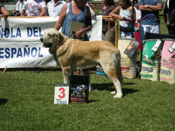 Pancho de Torrestío Exc. 3º Intermedia Machos en Veguellina de Órbigo con 19 meses
[b]Tejo de Fuente Mimbre x Guadiana de Babia
Tejo: Ch. Cañón de Fuente Mimbre x Arpa de Fuente Mimbre
Guadiana: Ron de Babia x Cira de las Cañadas[/b]
[email]fontexunquera@hotmail.es[/email] 
Keywords: Mastines de Fonte Xunquera