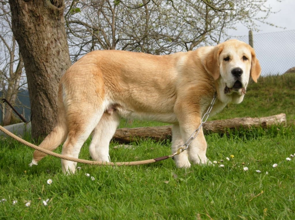 Pancho de Torrestío a los 118 días (36 Kg)
[b]Tejo de Fuente Mimbre x Guadiana de Babia
Tejo: Ch. Cañón de Fuente Mimbre x Arpa de Fuente Mimbre
Guadiana: Ron de Babia x Cira de las Cañadas[/b]
[email]fontexunquera@hotmail.es[/email] 
Keywords: Mastines de Fonte Xunquera