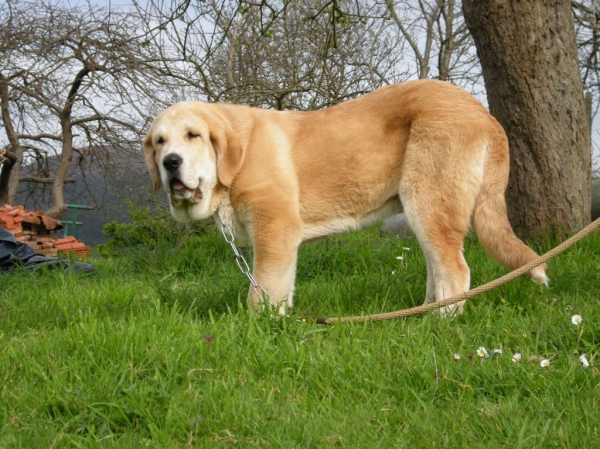 Pancho de Torrestío con 118 días (36 kg)
[b]Tejo de Fuente Mimbre x Guadiana de Babia
Tejo: Ch. Cañón de Fuente Mimbre x Arpa de Fuente Mimbre
Guadiana: Ron de Babia x Cira de las Cañadas[/b]
[email]fontexunquera@hotmail.es[/email] 
Keywords: Mastines de Fonte Xunquera