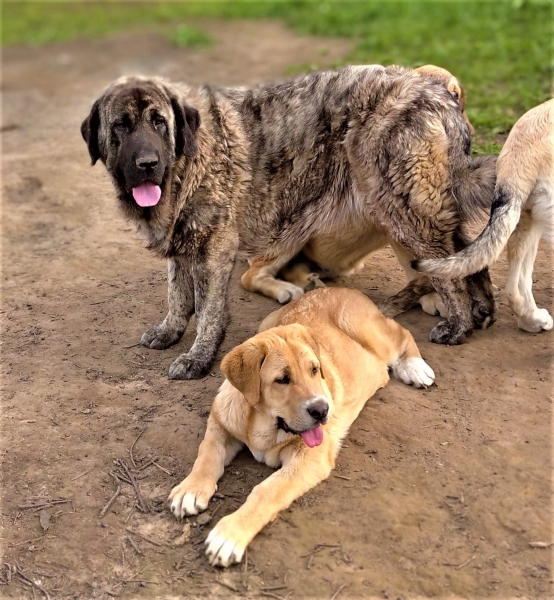 Seda de Gustamores (11 meses) y Luna de Fontexunquera (cercana a 3 meses)
[email]fontexunquera@hotmail.es[/email]
Keywords: Fontexunquera