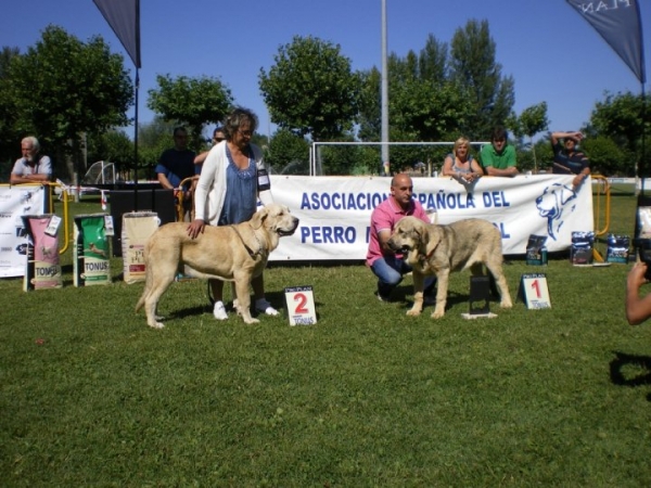 Winoco de Fonte Xunquera y Leitza de Anaise. Mejores cachorros en Veguellina de Orbigo.
[b]Winoco (Izq.): Zeus de Fuente Mimbre x Deva de Folgueras (Afijo Fonte Xunquera). 
Leitza (Dcha.): Rondo de Buxionte x Boria (Afijo De los Cuatro Elementos).[/b]
[email]fontexunquera@hotmail.es[/email] 
Keywords: Mastines de Fonte Xunquera