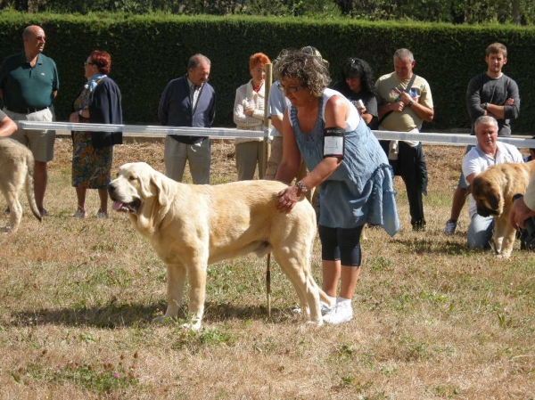 Winoco de Fonte Xunquera compitiendo con 7 meses. MB 4º en Cervera de Pisuerga 2010 en Clase Cachorros Machos.
[b]Zeus de Fuente Mimbre x Deva de Folgueras
Zeus: Ch. Cañón de Fuente Mimbre x Sobia de Ablanera
Deva: Pando de Babia x Lima del Macareno[/b]
[email]fontexunquera@hotmail.es[/email] 
Keywords: Fonte Xunquera